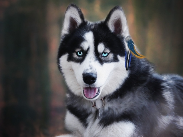 Голубоглазый хаски с высунутым языком