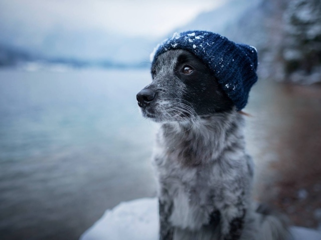 Собака породы бордер колли в теплой шапке 