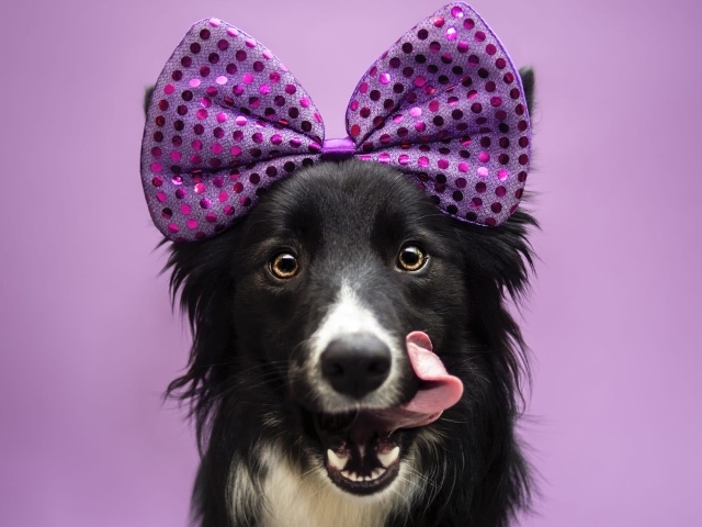 Собака Бордер-Колли с бантом на голове с высунутым языком