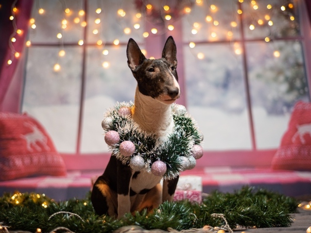 Бультерьер с рождественским венком у окна