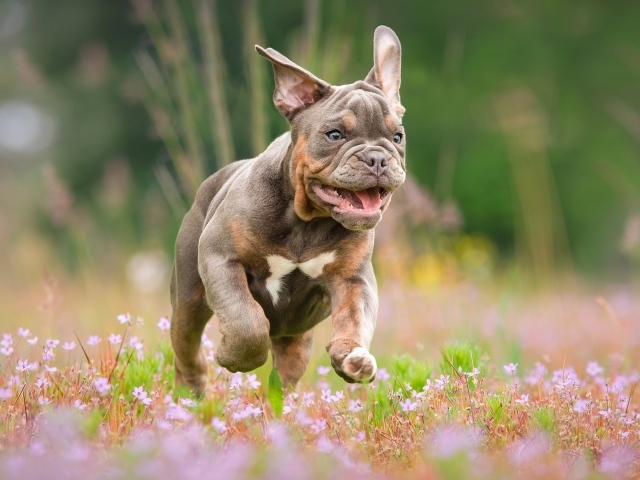 Бульдог бежит по полю с розовыми цветами