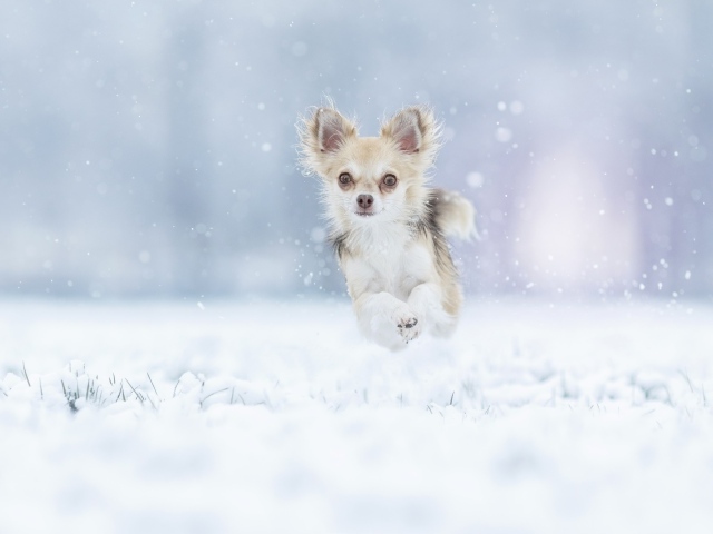 Собака породы чихуахуа бежит по заснеженной земле 