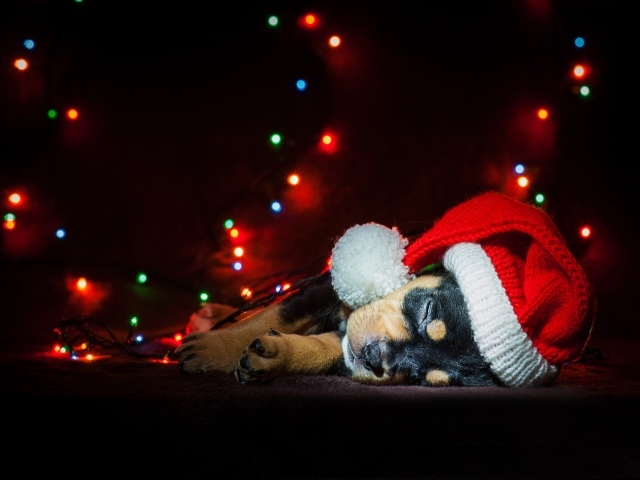 Милый спящий щенок в новогодней шапке 