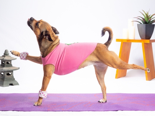 Собака в костюме занимается фитнесом 