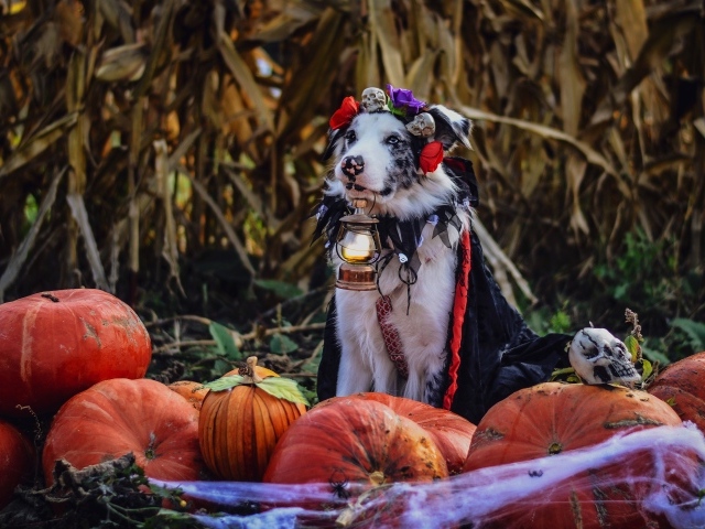 Собака в костюме с лампой в зубах с тыквами
