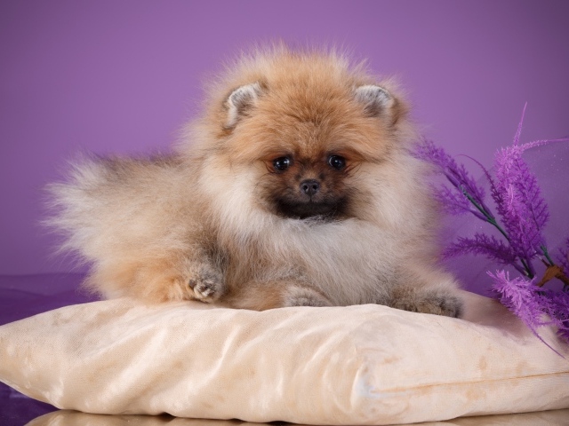 Пушистый шпиц лежит на подушке