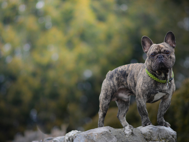 Французский бульдог стоит на камне