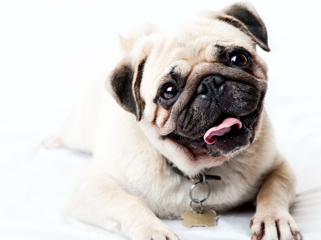 Забавный мопс с высунутым языком на белом фоне 