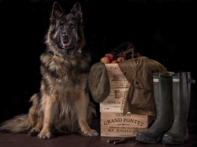 Немецкая овчарка на черном фоне охраняет вещи и ящики с яблоками