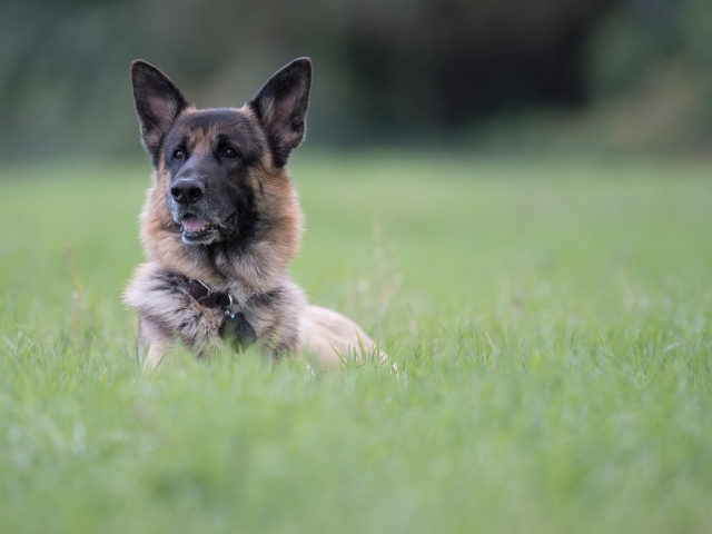 Немецкая овчарка отдыхает в зеленой траве