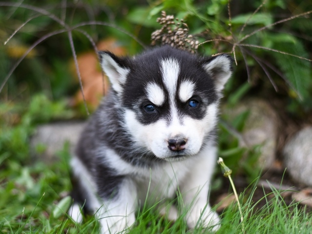 Маленький черно - белый щенок хаски сидит на траве