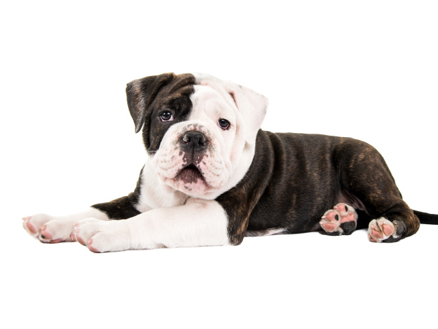Маленький забавный щенок бульдога на белом фоне