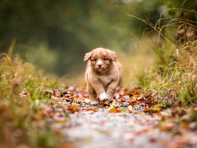 Маленький щенок бежит по дорожке  