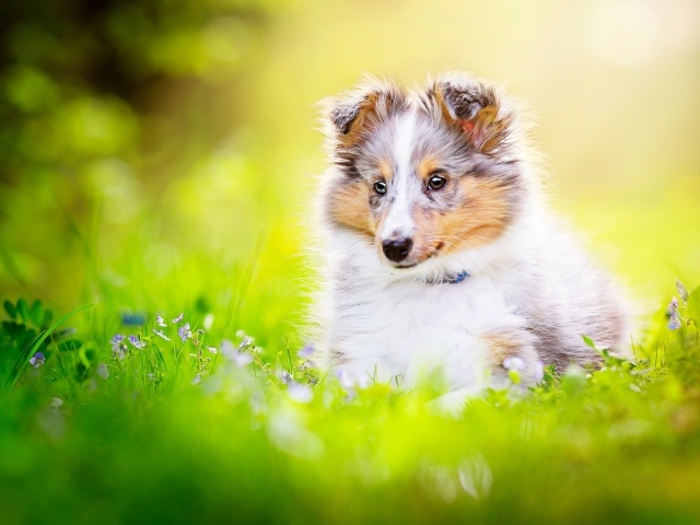 Маленький щенок шелти сидит в траве 