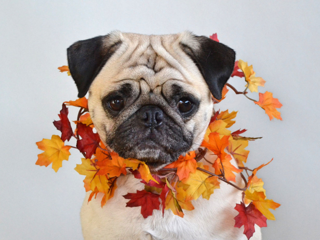 Грустный мопс с листьями на шее на сером фоне