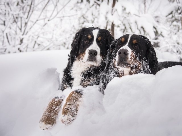 Две собаки Бернский зенненхунд лежат на снегу 
