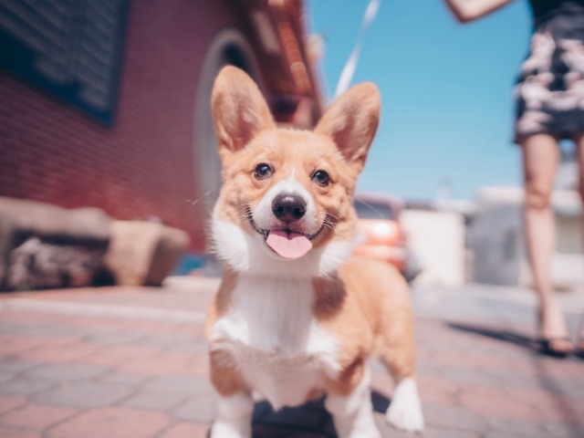 Смешной пес породы вельш-корги с высунутым языком