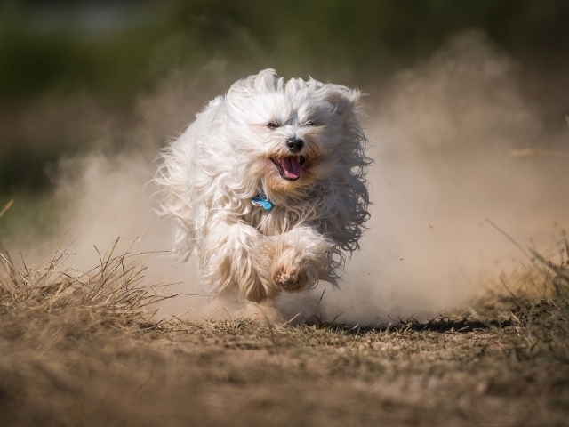 Белая пушистая собака бежит по дороге в пыли