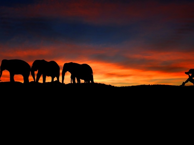 Девушка фотографирует слонов на закате
