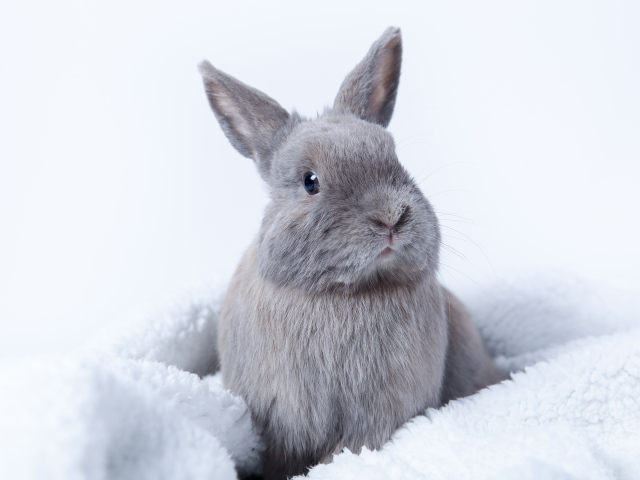 Серый декоративный кролик сидит на мягком покрывале