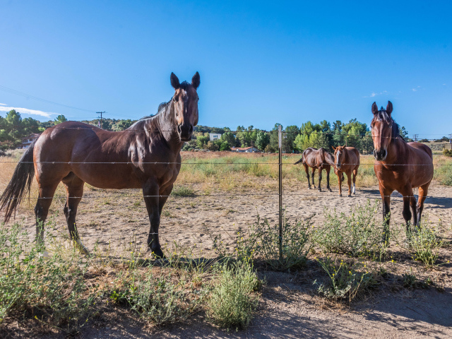 Коричневые лошади пасутся на ферме 