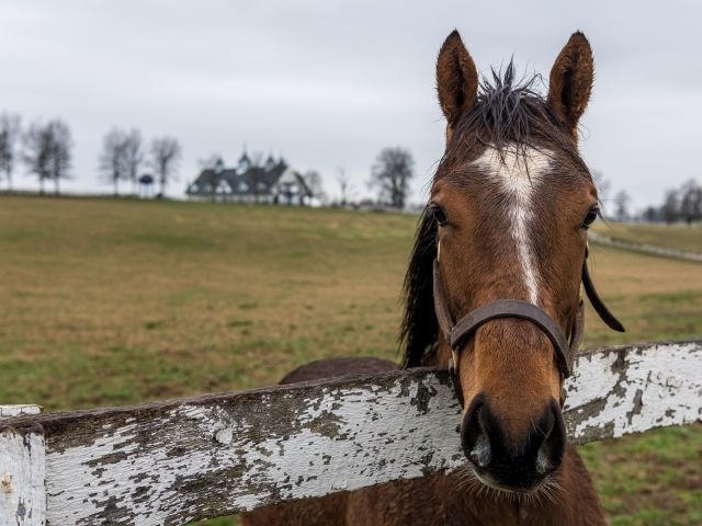 Лошадь на пастбище у забора