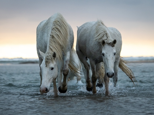 Две большие белые лошади идут по воде