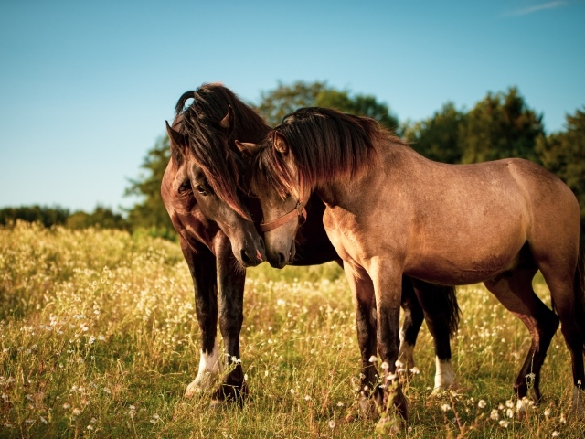 Две влюбленные лошади пасутся на зеленой траве