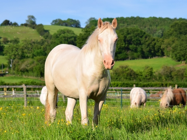 Белая лошадь пасется на ферме