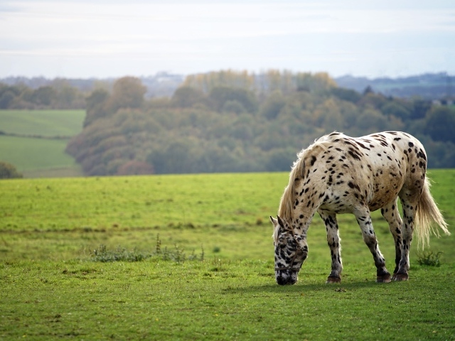Белая пятнистая лошадь ходит по полю 