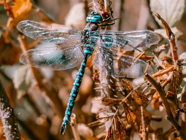 Большая голубая стрекоза сидит на ветке 