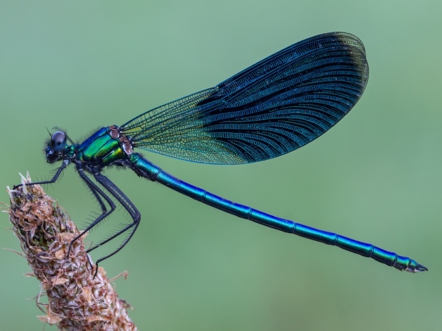 Большая синяя стрекоза сидит на колоске 