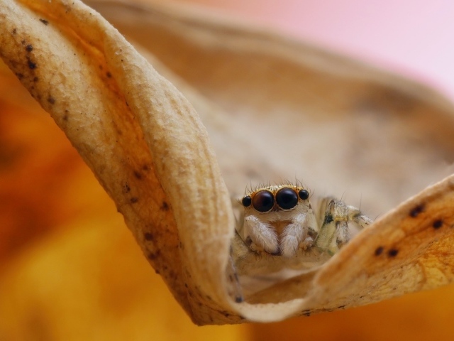 Паук с большими глазами сидит на листке 
