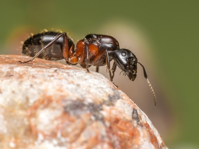 Муравей на камне крупным планом