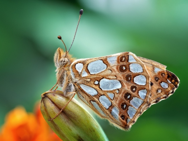 Красивая коричневая бабочка сидит на бутоне цветка 