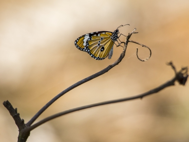 Красивая бабочка сидит на ветке дерева