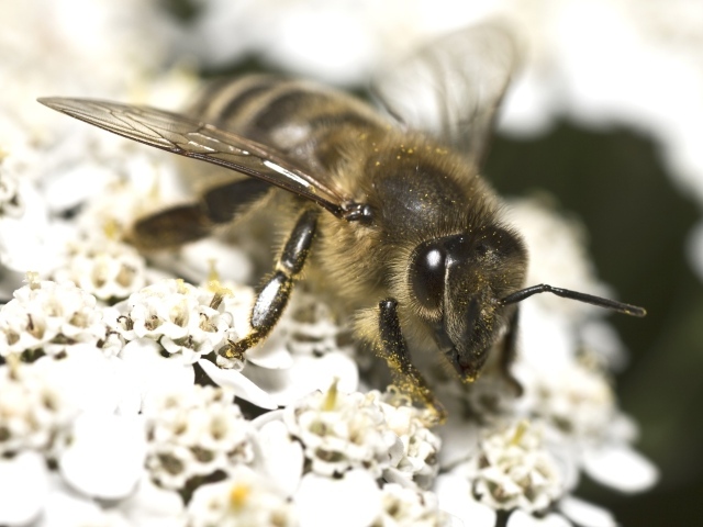 Большая пчела собирает нектар на белом цветке 