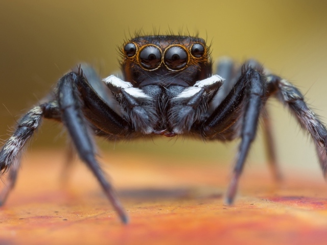 Большой черный паук крупным планом