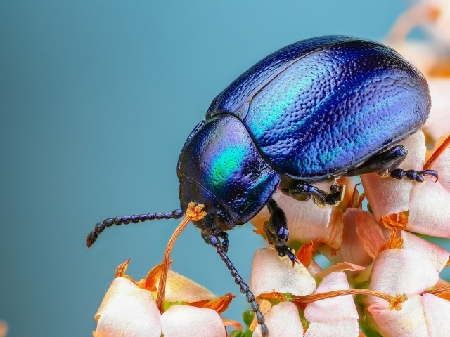 Большой синий жук на цветке 