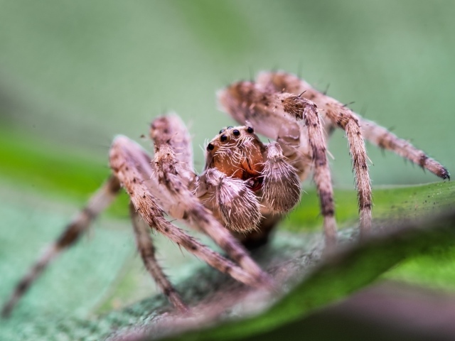 Большой паук на зеленом листке 