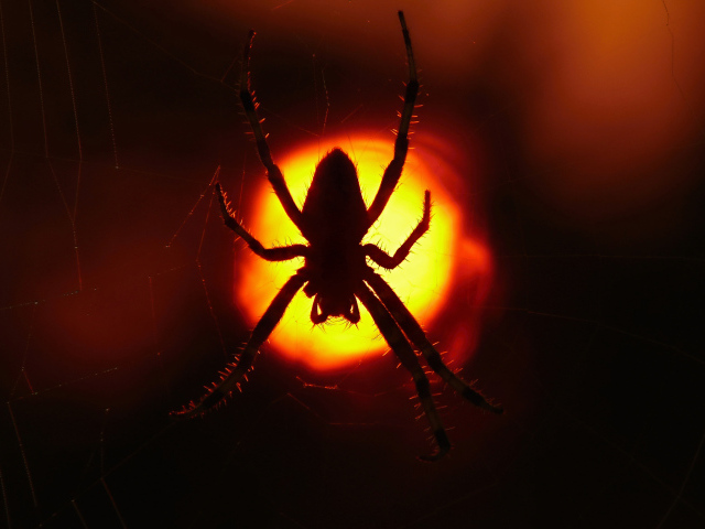 Большой паук на паутине на закате солнца 