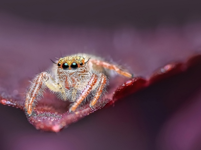 Большой паук с черными глазами охотится на листе