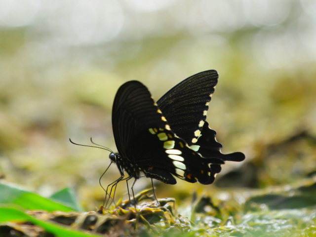 Черная бабочка сидит на траве 