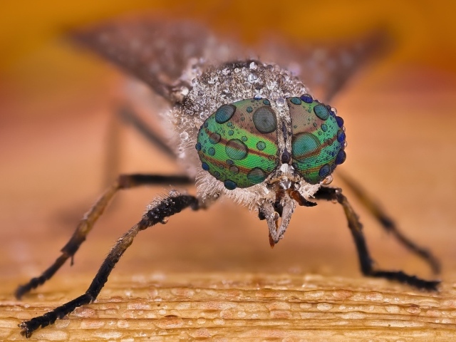 Муха с каплями воды на глазах макросъемка