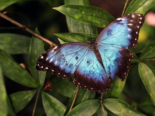 Большая голубая бабочка сидит на зеленом листе 