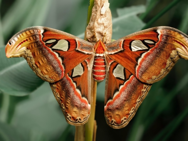 Большая бабочка с коконом на ветке 