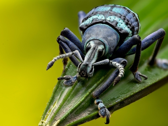 Большой жук долгоносик на зеленом листе 