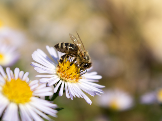 Маленькая пчела сидит на цветке сентябринки