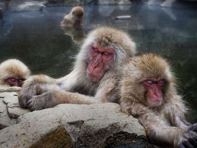 Обезьяны греются в горячих родниках 