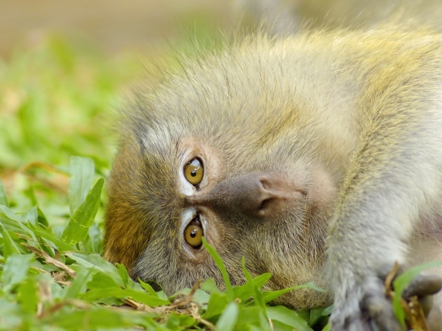 Обезьяна лежит на зеленой траве